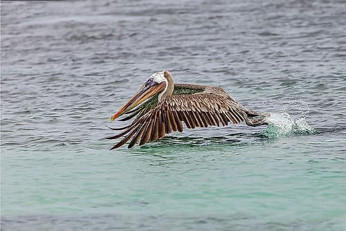 Brown pelican taking off from water-San Cristobal Island-Galapagos Islands-Ecuador Coastal Print